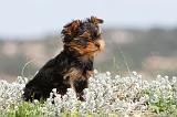 YORKSHIRE TERRIER 079